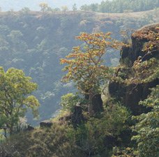 Dense Forest & Natural Beauty