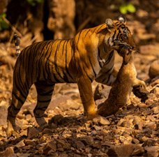 Incredible Tiger Sightings