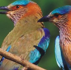 Perfect Place for Wildlife Photography